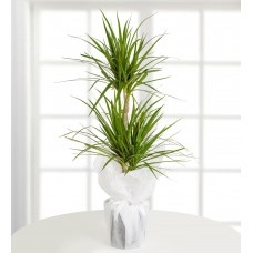 2li Marginata
