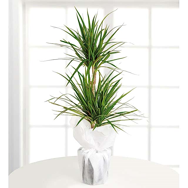 2li Marginata