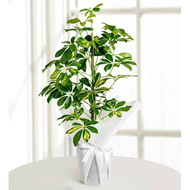 Schefflera (Şeflera) Bitkisi