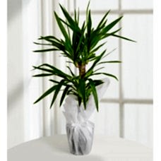 TROPİK YUCCA 2'Lİ Büyük