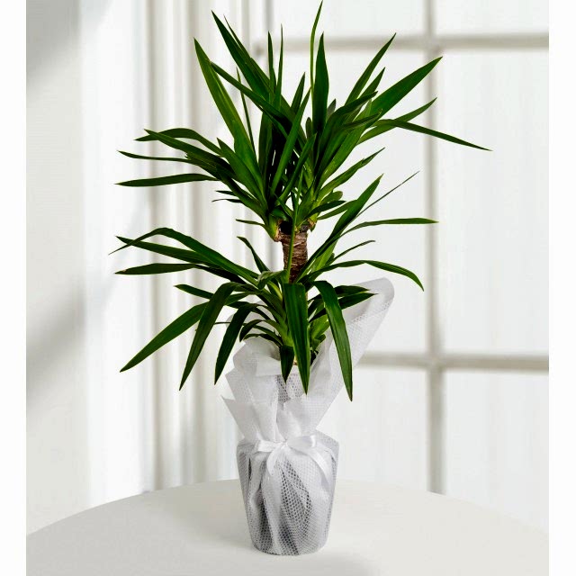 TROPİK YUCCA 2'Lİ Büyük